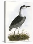 Night Heron-Prideaux Selby-Framed Giclee Print