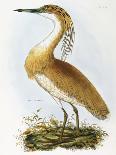 Night Heron-Prideaux Selby-Giclee Print