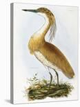 Squated Heron-Prideaux Selby-Framed Giclee Print