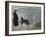 Priest from the Hospice on the St. Bernard Pass with One of the Famous Rescue Dogs-null-Framed Photographic Print