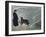 Priest from the Hospice on the St. Bernard Pass with One of the Famous Rescue Dogs-null-Framed Photographic Print