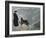 Priest from the Hospice on the St. Bernard Pass with One of the Famous Rescue Dogs-null-Framed Photographic Print