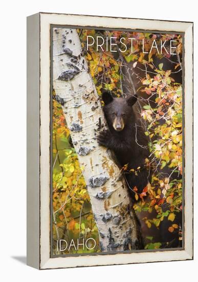 Priest Lake, Idaho - Bear Cub in Tree-Lantern Press-Framed Stretched Canvas
