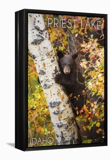 Priest Lake, Idaho - Bear Cub in Tree-Lantern Press-Framed Stretched Canvas