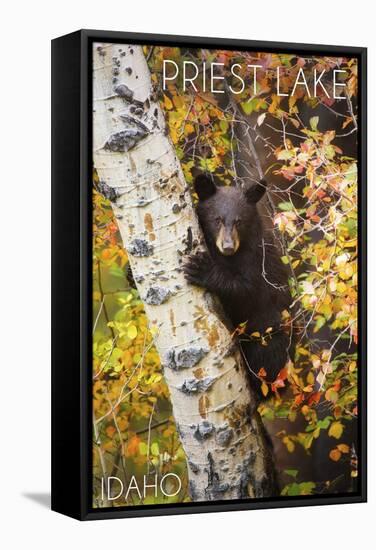 Priest Lake, Idaho - Bear Cub in Tree-Lantern Press-Framed Stretched Canvas