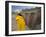 Priest Outside the Sunken Rock Hewn Church of Bet Giyorgis, Lalibela, Ethiopia-Gavin Hellier-Framed Photographic Print