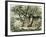 Prilly Lac De Geneve Switzerland 19th Century-null-Framed Giclee Print