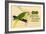 Prima-Nora Cigar Label, Parrot-null-Framed Art Print