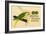 Prima-Nora Cigar Label, Parrot-null-Framed Art Print