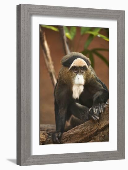 Primate I-Karyn Millet-Framed Photographic Print