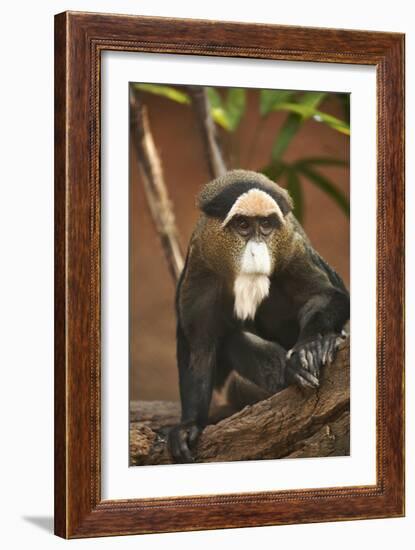 Primate I-Karyn Millet-Framed Photographic Print