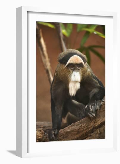 Primate I-Karyn Millet-Framed Photographic Print