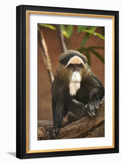 Primate I-Karyn Millet-Framed Photographic Print