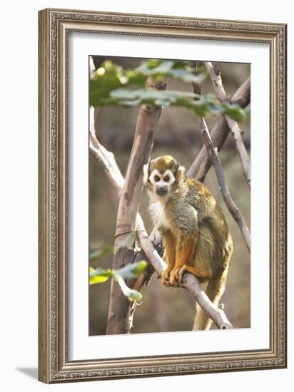 Primate II-Karyn Millet-Framed Photographic Print