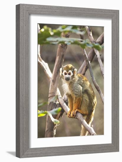 Primate II-Karyn Millet-Framed Photographic Print