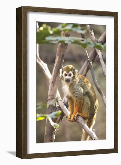 Primate II-Karyn Millet-Framed Photographic Print