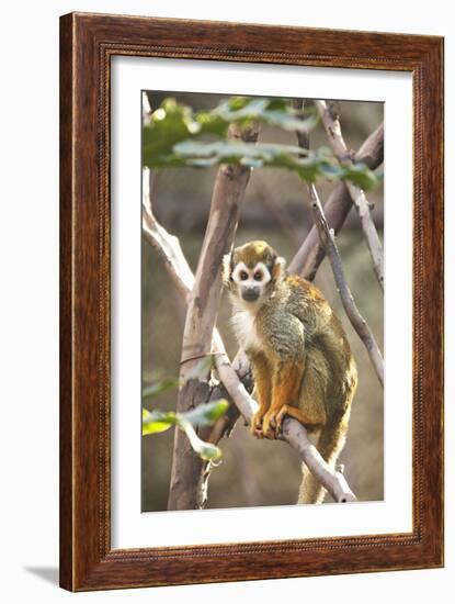 Primate II-Karyn Millet-Framed Photographic Print