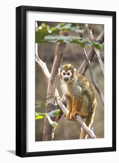 Primate II-Karyn Millet-Framed Photographic Print