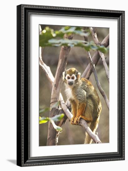 Primate II-Karyn Millet-Framed Photographic Print