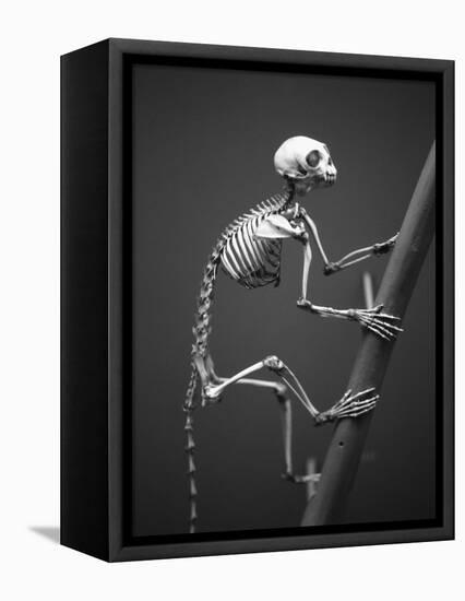 Primate Skeleton on Display-Henry Horenstein-Framed Premier Image Canvas