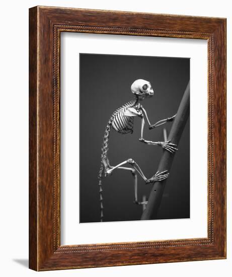 Primate Skeleton on Display-Henry Horenstein-Framed Photographic Print