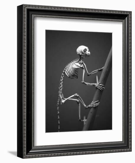 Primate Skeleton on Display-Henry Horenstein-Framed Photographic Print