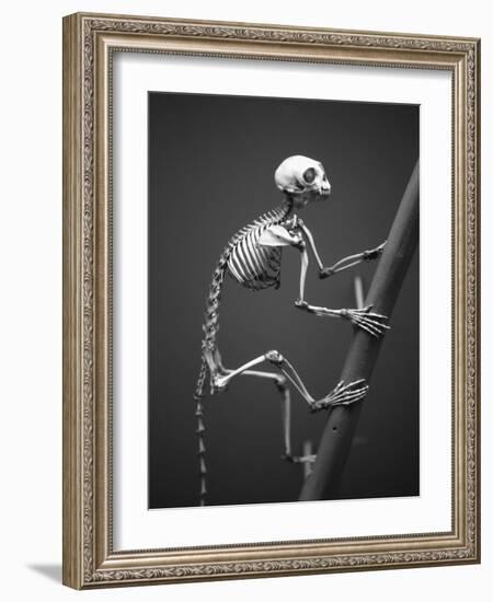 Primate Skeleton on Display-Henry Horenstein-Framed Photographic Print