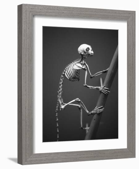 Primate Skeleton on Display-Henry Horenstein-Framed Photographic Print