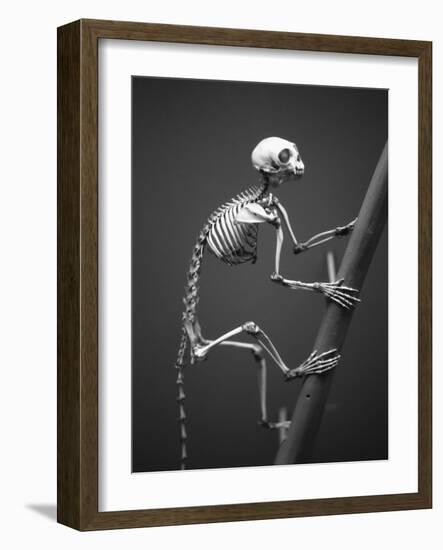 Primate Skeleton on Display-Henry Horenstein-Framed Photographic Print