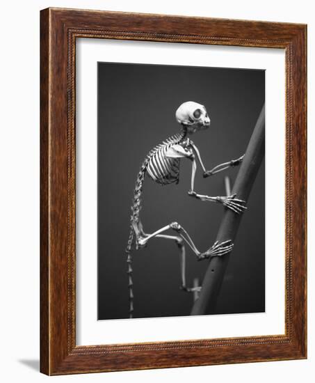 Primate Skeleton on Display-Henry Horenstein-Framed Photographic Print