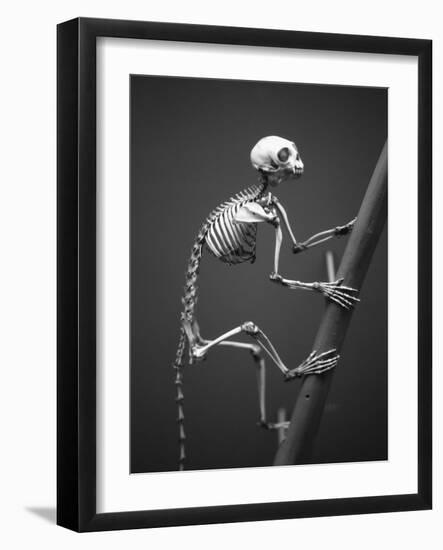 Primate Skeleton on Display-Henry Horenstein-Framed Photographic Print
