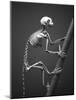 Primate Skeleton on Display-Henry Horenstein-Mounted Photographic Print