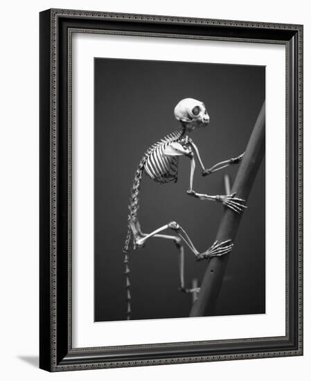 Primate Skeleton on Display-Henry Horenstein-Framed Photographic Print