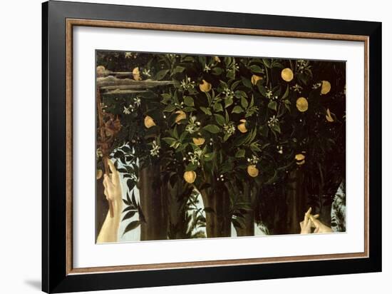 Primavera, Detail of the Orange Tree, c.1478-Sandro Botticelli-Framed Giclee Print