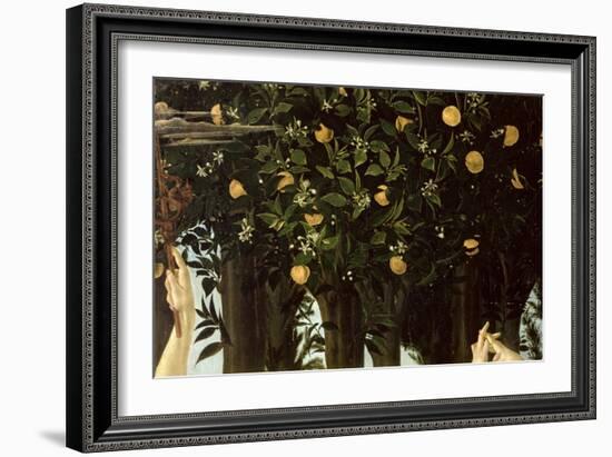 Primavera, Detail of the Orange Tree, c.1478-Sandro Botticelli-Framed Giclee Print