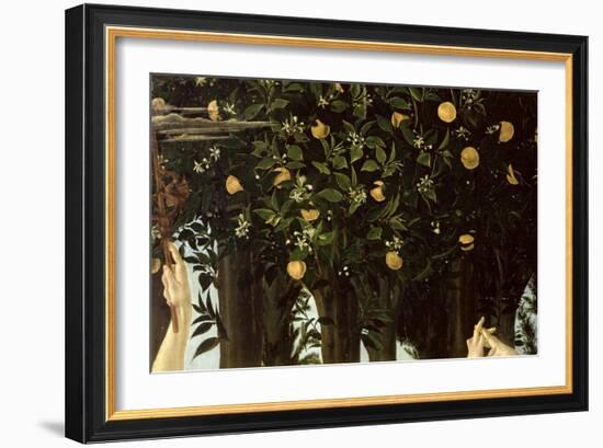 Primavera, Detail of the Orange Tree, c.1478-Sandro Botticelli-Framed Giclee Print