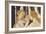 Primavera-Sandro Botticelli-Framed Giclee Print