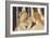 Primavera-Sandro Botticelli-Framed Giclee Print