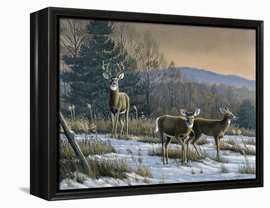 Prime Time - Whitetail Deer-Wilhelm Goebel-Framed Premier Image Canvas