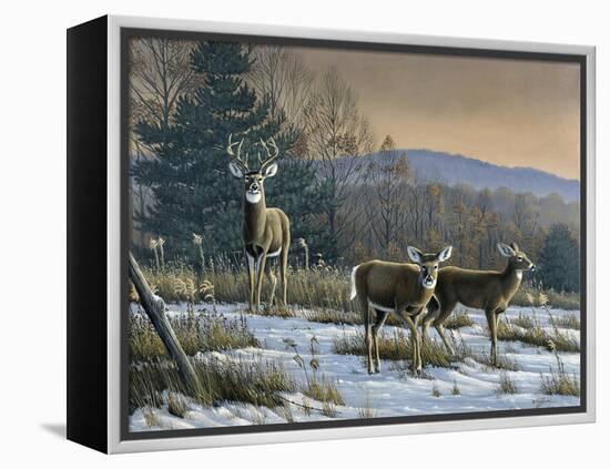 Prime Time - Whitetail Deer-Wilhelm Goebel-Framed Premier Image Canvas