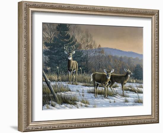 Prime Time - Whitetail Deer-Wilhelm Goebel-Framed Giclee Print