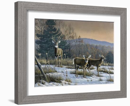 Prime Time - Whitetail Deer-Wilhelm Goebel-Framed Giclee Print