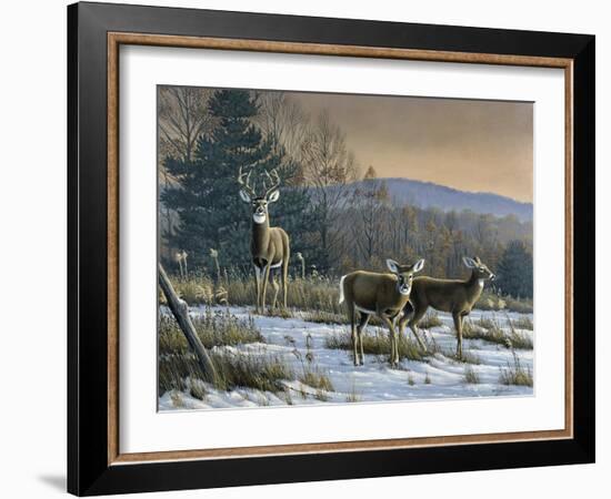 Prime Time - Whitetail Deer-Wilhelm Goebel-Framed Giclee Print