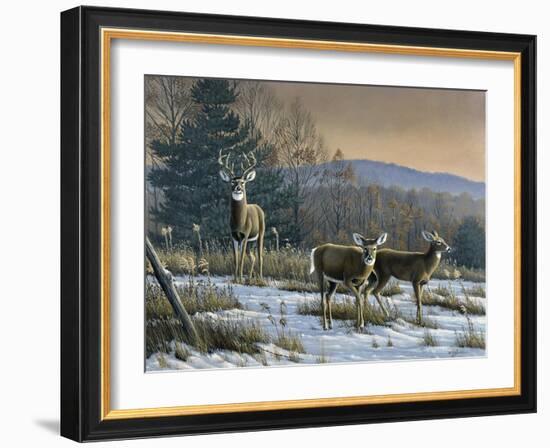 Prime Time - Whitetail Deer-Wilhelm Goebel-Framed Giclee Print