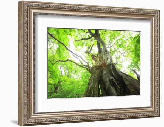 Primeval Forest of Chestnut Tree-tamikosan-Framed Photographic Print