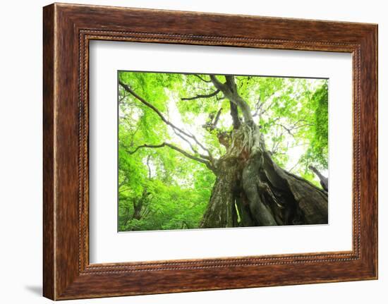 Primeval Forest of Chestnut Tree-tamikosan-Framed Photographic Print