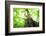 Primeval Forest of Chestnut Tree-tamikosan-Framed Photographic Print