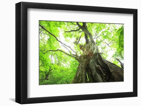 Primeval Forest of Chestnut Tree-tamikosan-Framed Photographic Print