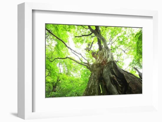 Primeval Forest of Chestnut Tree-tamikosan-Framed Photographic Print