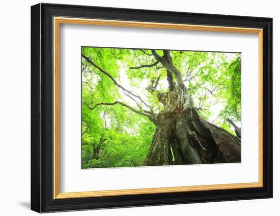 Primeval Forest of Chestnut Tree-tamikosan-Framed Photographic Print